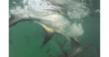 The cover of the fishing trade magazine.