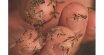 The cover of the spring 2014 issue of angling trade.