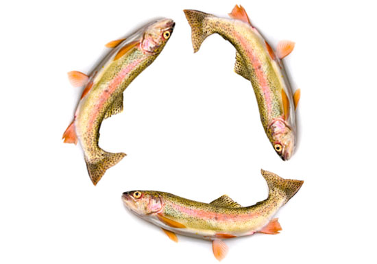 9-13-daisy_chain_trout