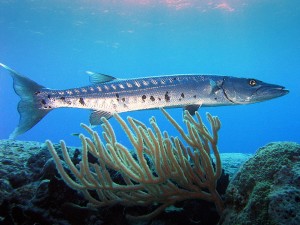 sleek barracuda