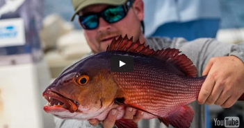 A man is holding up a red snapper.