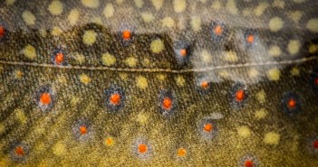 A close up of a brook trout.