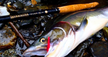 A fish with a fly rod laying on rocks.