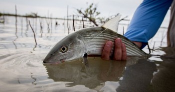 A person holding a fish in shallow water.