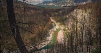 A river in the middle of a burned forest.