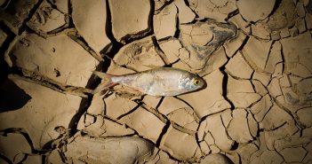 A fish laying on a cracked ground.