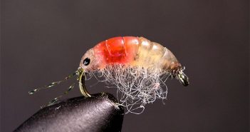 A small red and orange shrimp on a hook.