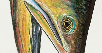 A drawing of a fish.