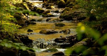 A stream running through a wooded area.
