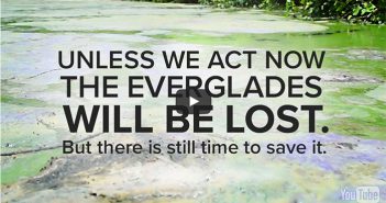 Everglades unless we act now the everglades will be lost there is still time to save it.