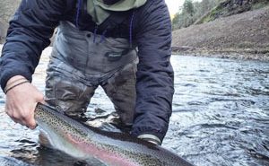 A man holding up a rainbow trout in a river.