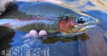 A rainbow trout is being held in a person's hand.