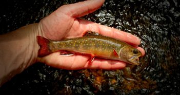 A person holding a small trout in their hand.