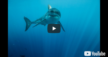 A great white shark swimming in the ocean.
