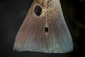 A close up of a fish with a black background.