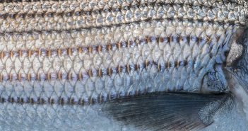 A close up of a striped fish.