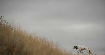 A white dog is running on a grassy hill under a cloudy sky.