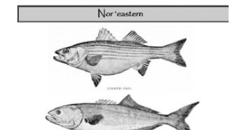 Blue sky fluorescence striped bass tipper.