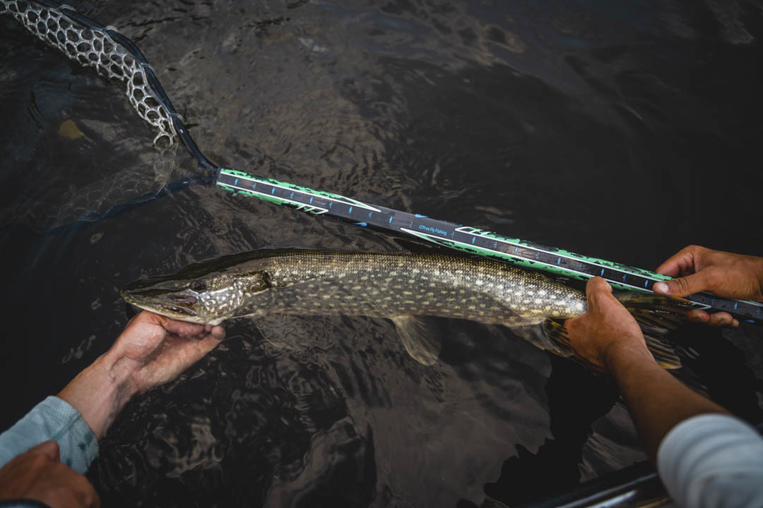 Small Landing Net with Fish Friend Net Bag for Kayak Fishing