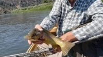 A man holding a brown trout in a boat.