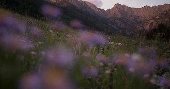 Purple wildflowers in a meadow with mountains in the background.