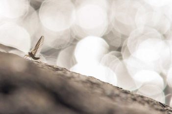 A small fly sitting on a rock with bokeh.