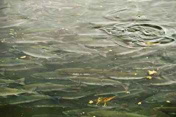 A large group of fish swimming in a body of water.