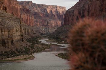 A river flows through a canyon near a cactus.