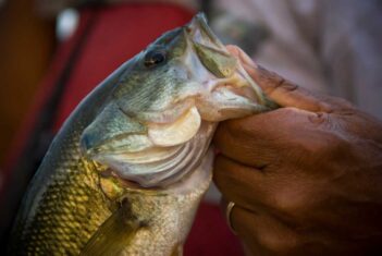 A person is holding a large bass in their hand.