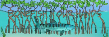 A drawing of a mangrove tree with a fish swimming in it.