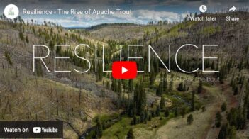 Aerial view of a forested landscape with the word "resilience" superimposed over the image, and a subtitle below stating "the rise of apache trout," including a youtube playback overlay.