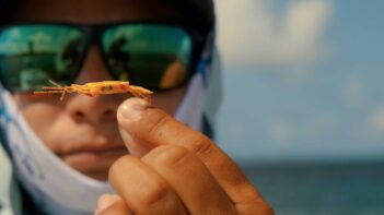 A person wearing sunglasses and a face covering holds a small, artificial shrimp fishing lure up close to the camera.