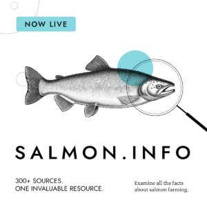 A salmon illustration with a magnifying glass over its head, announcing the launch of Salmon.info, a website with over 300 sources on salmon farming.
