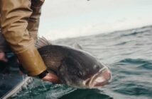 A person in a brown jacket holds a large fish above the surface of the water, preparing to release it.