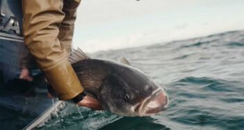 A person in a brown jacket holds a large fish above the surface of the water, preparing to release it.